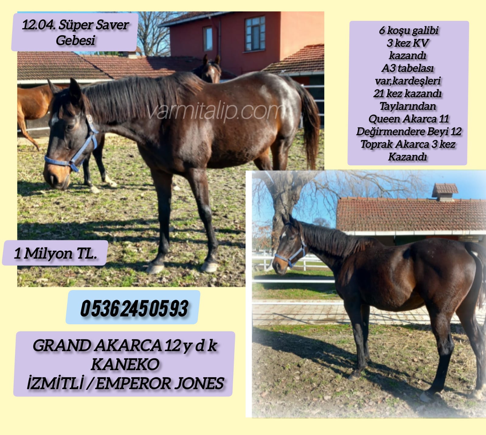 12 Nisan Süper Saver gebesi Kaneko kızı Harika damızlık Grand Akarca